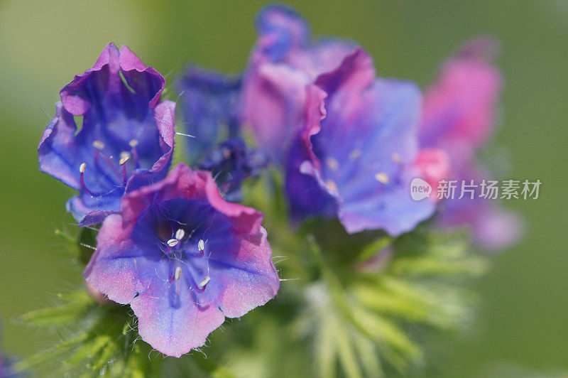 Echium vulgare花